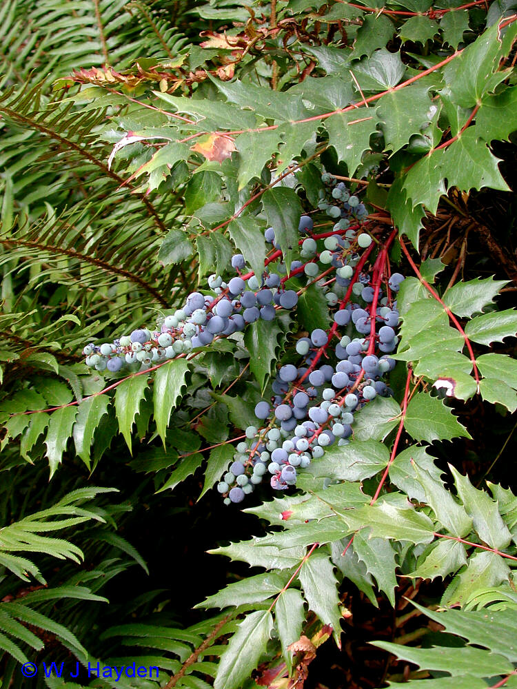 mahonia aquifolium VAN DUSEN BOT GARD 04s