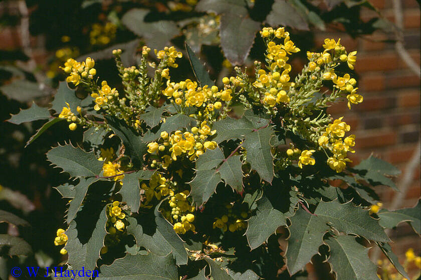 mahonia aquifolium ss 01s