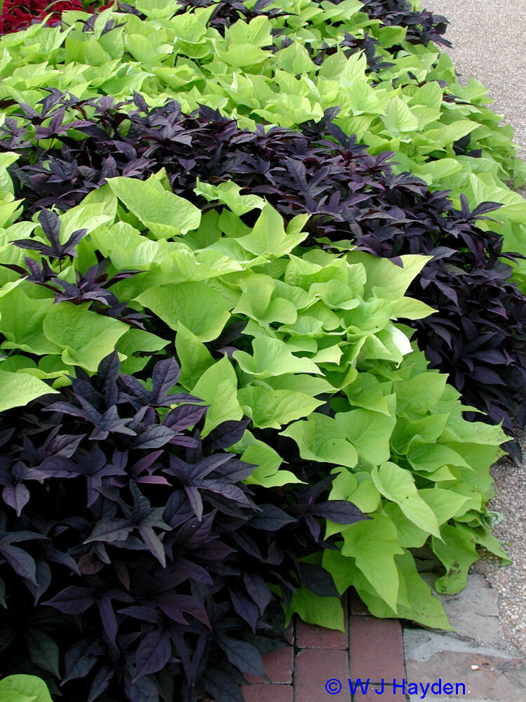 Декоративный Батат Фото – Telegraph