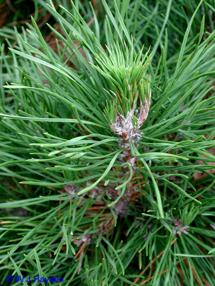 plant anatomy lab taxa photos