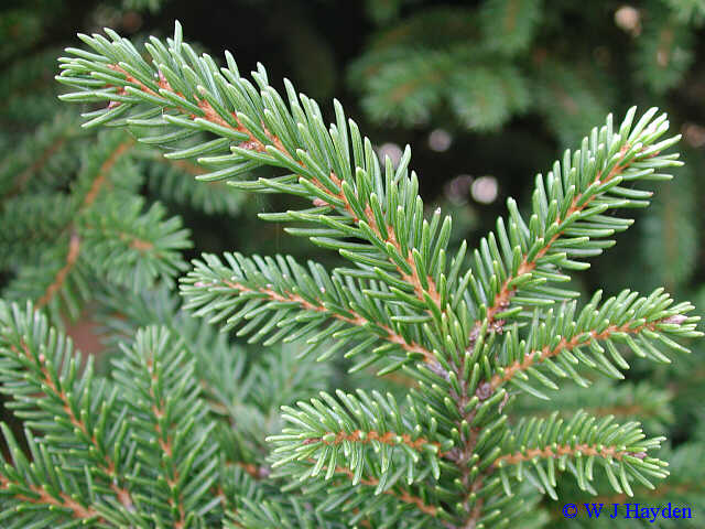 picea