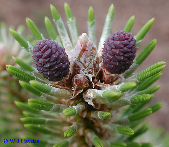 hair cone for Nigra Images Becuo Cone  Pinus & Pictures