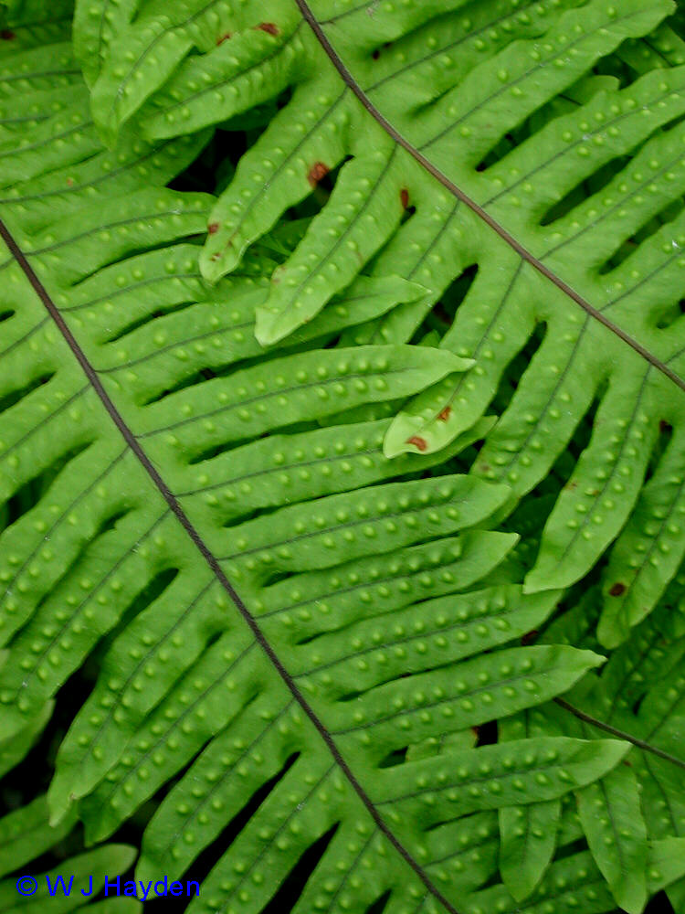 upper leaf surfaces