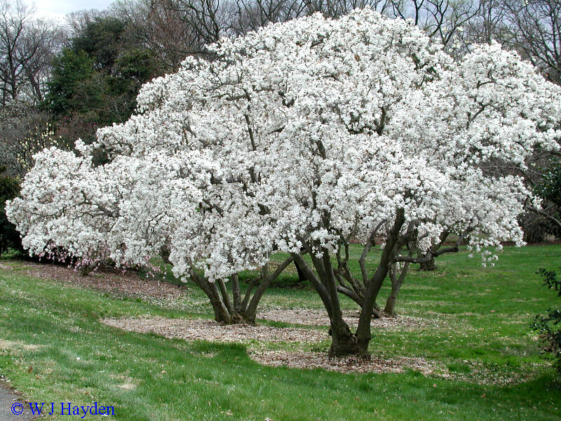 La planta Magnolia stellata, su historia - Cuidado de Plantas