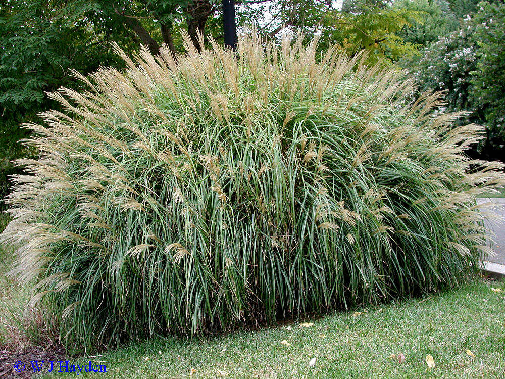 miscanthus sinensis 'adagio' | Gardening | Pinterest | Search, Google 