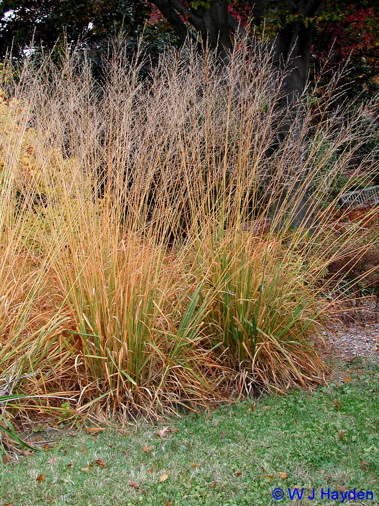 Molinia Arundinacea