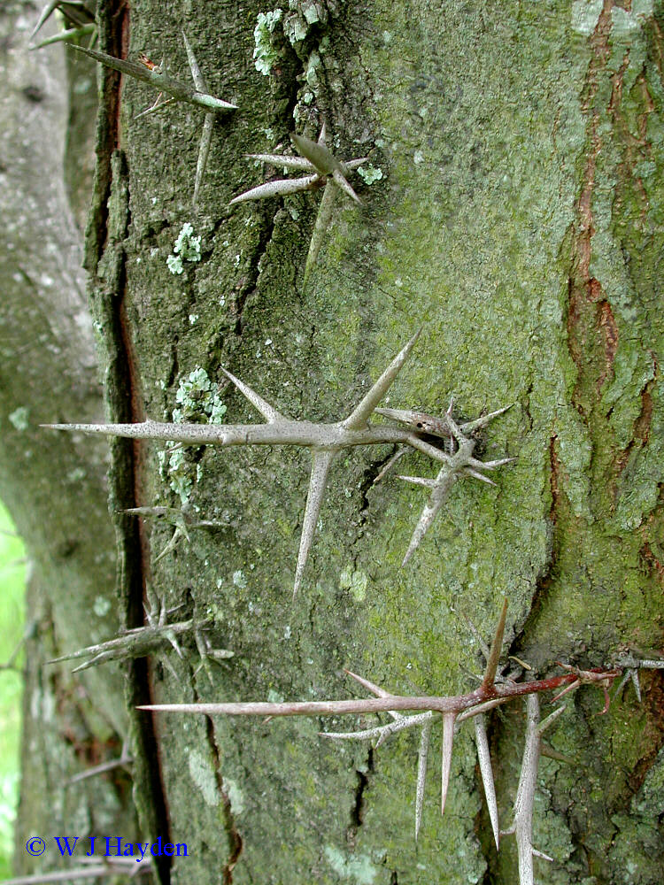 Are Honey Locust Trees Poison YouTube