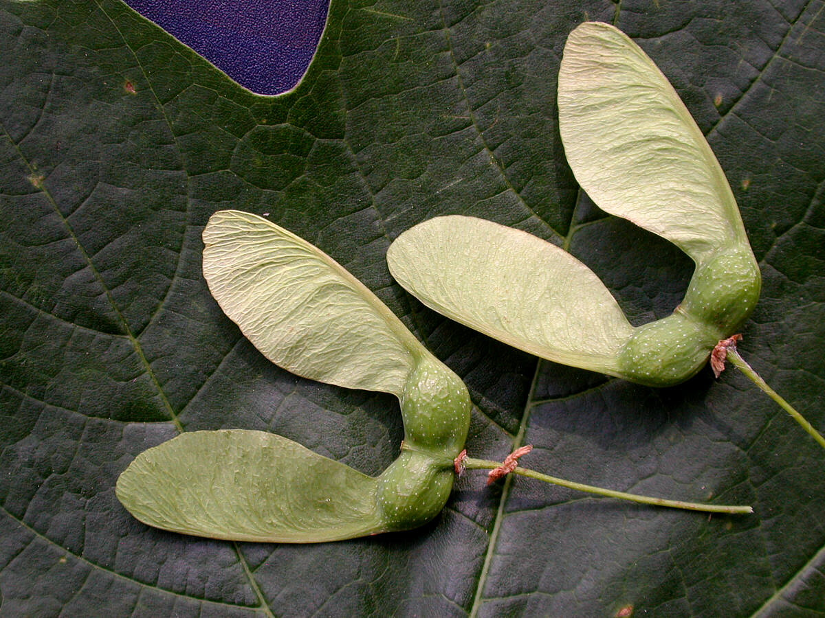 acer saccharum buds