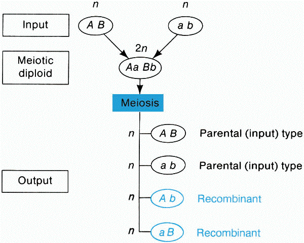 5fig4.bmp (289078 bytes)