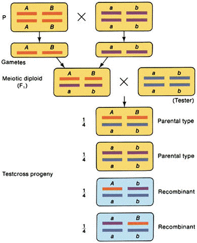 Dihybrid cross explanation. What Is a Dihybrid Cross in ...