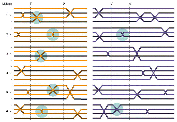 5fig9.bmp (335158 bytes)